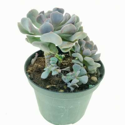 Echeveria 'Cubic frost' - Giromagi