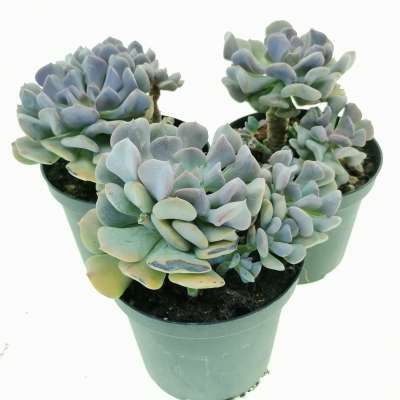 Echeveria 'Cubic frost' - Giromagi