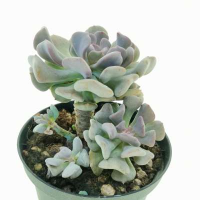 Echeveria 'Cubic frost' - Giromagi