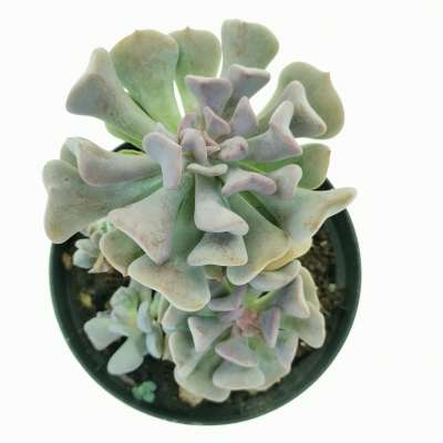 Echeveria 'Cubic frost' - Giromagi