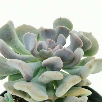 Echeveria 'Cubic frost' - Giromagi
