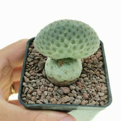 Tephrocactus geometricus f. crestata (Own roots)