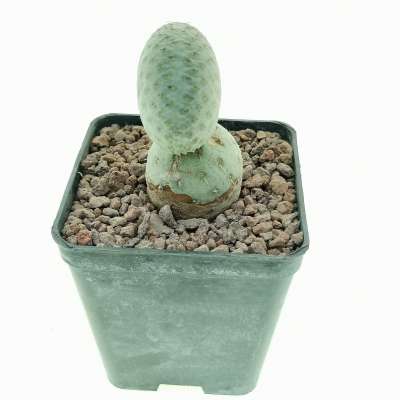 Tephrocactus geometricus f. crestata (Own roots) - Giromagi