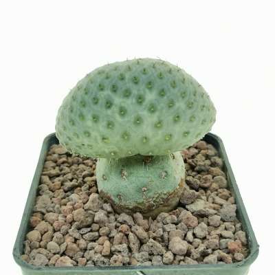 Tephrocactus geometricus f. crestata (Own roots) - Giromagi