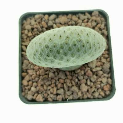Tephrocactus geometricus f. crestata (Own roots) - Giromagi