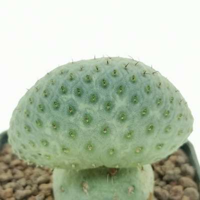 Tephrocactus geometricus f. crestata (Own roots) - Giromagi