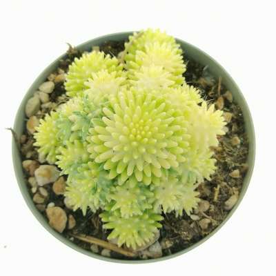 Mammillaria cv. Caterpincy f. variegata - Giromagi