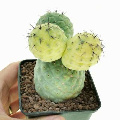 Tephrocactus geometricus f. variegata (Own roots)