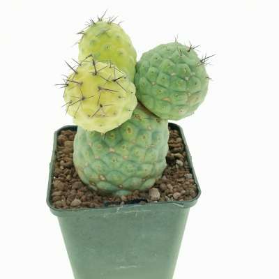 Tephrocactus geometricus f. variegata (Own roots) - Giromagi