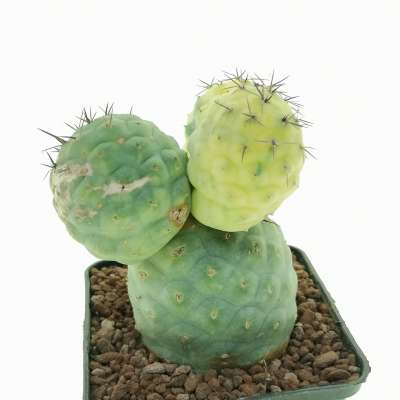 Tephrocactus geometricus f. variegata (Own roots) - Giromagi