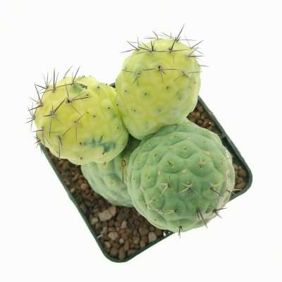 Tephrocactus geometricus f. variegata (Own roots) - Giromagi