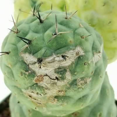 Tephrocactus geometricus f. variegata (Own roots) - Giromagi