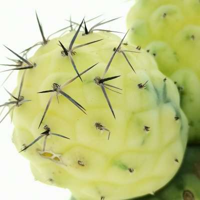 Tephrocactus geometricus f. variegata (Own roots) - Giromagi