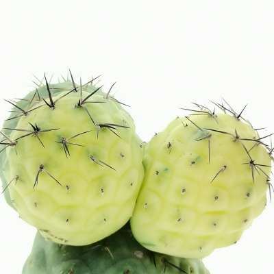 Tephrocactus geometricus f. variegata (Own roots) - Giromagi