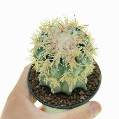 Echinocactus texensis cv. Anayami f. mostruosa