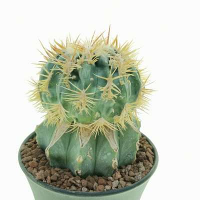 Echinocactus texensis cv. Anayami f. mostruosa - Giromagi