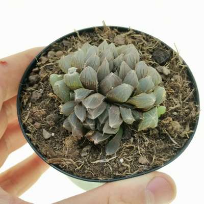 Haworthia cooperi 'Black Muscle'