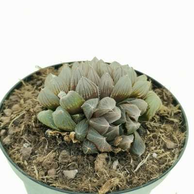 Haworthia cooperi 'Black Muscle' - Giromagi