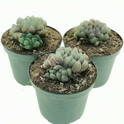 Haworthia cooperi 'Black Muscle' - Giromagi