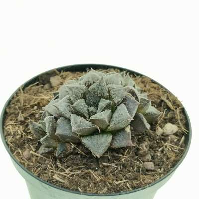 Haworthia cooperi var. venusta - Giromagi