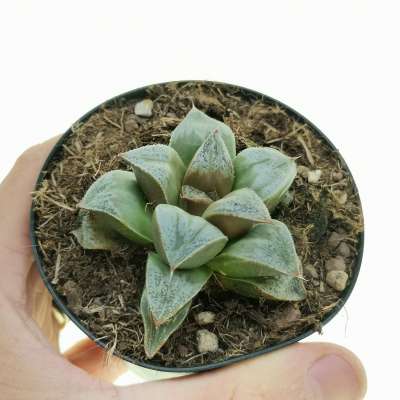 Haworthia splendens 'Pink Lady'