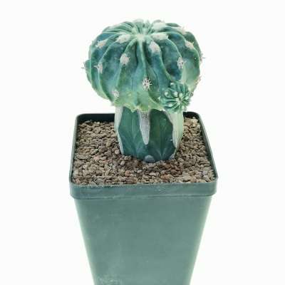 Echinocactus texensis cv. Togenasi Ayanami - Giromagi