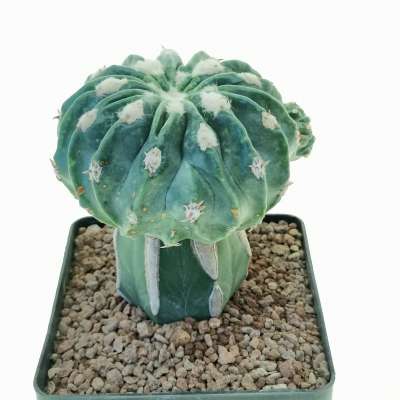 Echinocactus texensis cv. Togenasi Ayanami - Giromagi