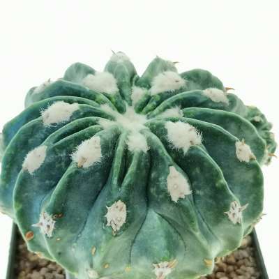 Echinocactus texensis cv. Togenasi Ayanami - Giromagi