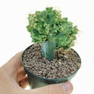 Ferocactus echidne f. crestata mostruosa