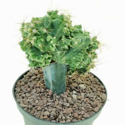 Ferocactus echidne f. crestata mostruosa - Giromagi