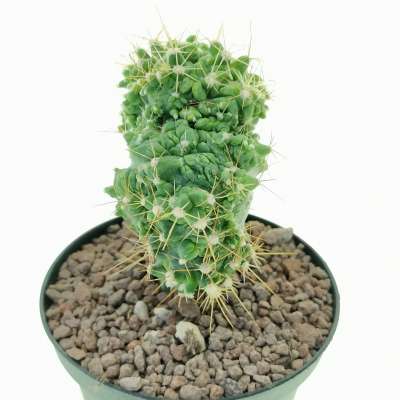 Ferocactus echidne f. crestata mostruosa - Giromagi