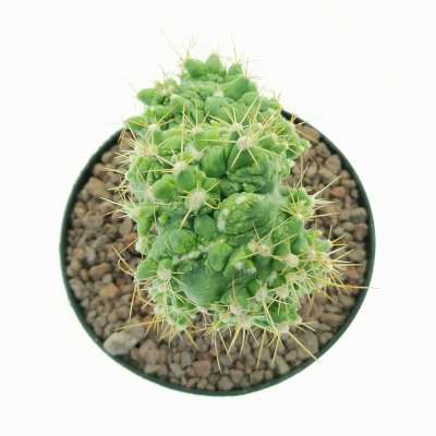 Ferocactus echidne f. crestata mostruosa - Giromagi