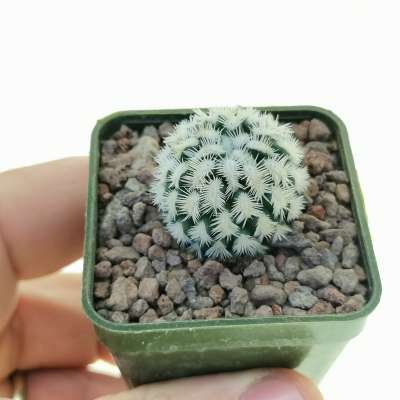 Mammillaria hybrid Cv. Dejavue