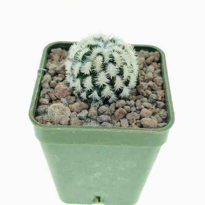 Mammillaria hybrid Cv. Dejavue - Giromagi