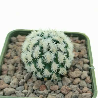 Mammillaria hybrid Cv. Dejavue - Giromagi