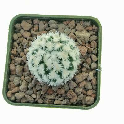 Mammillaria hybrid Cv. Dejavue - Giromagi