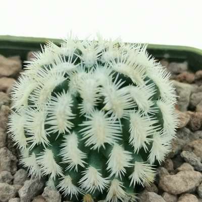 Mammillaria hybrid Cv. Dejavue - Giromagi