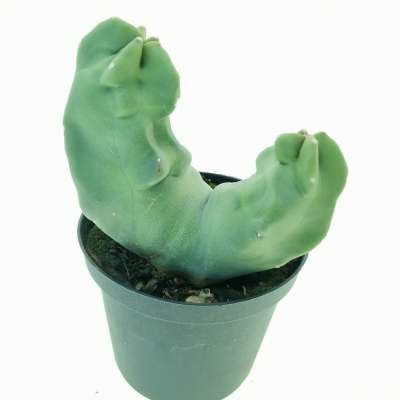 Lophocereus schottii f. mostruosa dicotomica - Giromagi