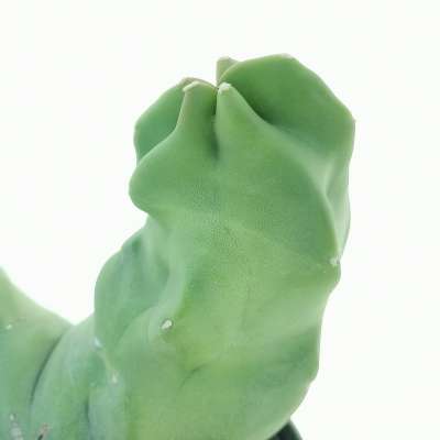 Lophocereus schottii f. mostruosa dicotomica - Giromagi