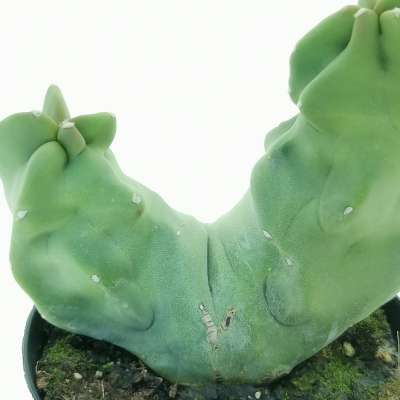 Lophocereus schottii f. mostruosa dicotomica - Giromagi