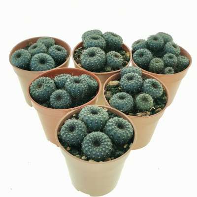 Frailea castanea obscura - Giromagi