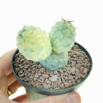 Tephrocactus geometricus f. variegata (Own roots