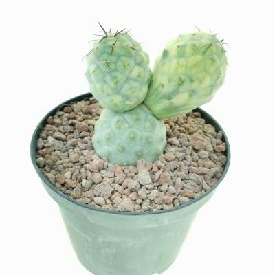 Tephrocactus geometricus f. variegata (Own roots - Giromagi
