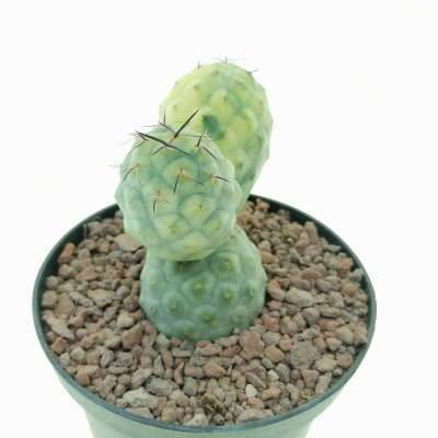 Tephrocactus geometricus f. variegata (Own roots - Giromagi
