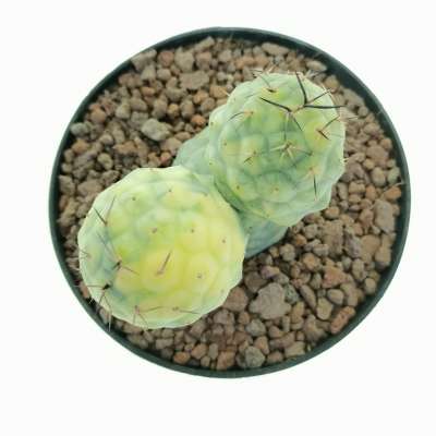 Tephrocactus geometricus f. variegata (Own roots - Giromagi