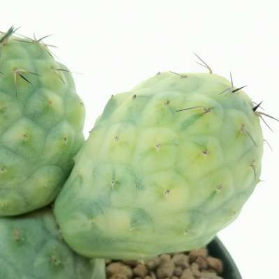Tephrocactus geometricus f. variegata (Own roots - Giromagi