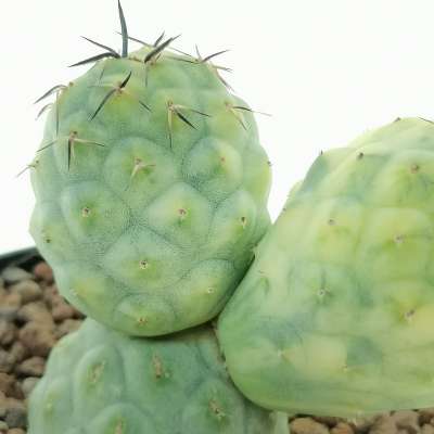 Tephrocactus geometricus f. variegata (Own roots - Giromagi