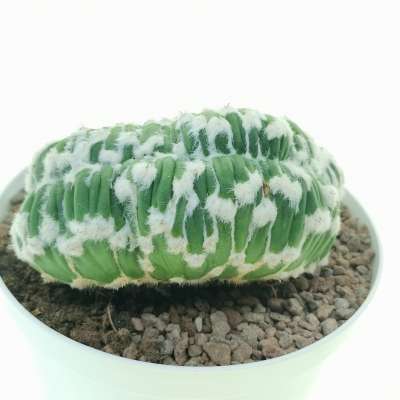 Echinopsis subdenudata cv. Fuzzy Navel f. mostruosa crestata ( Own roots ) - Giromagi