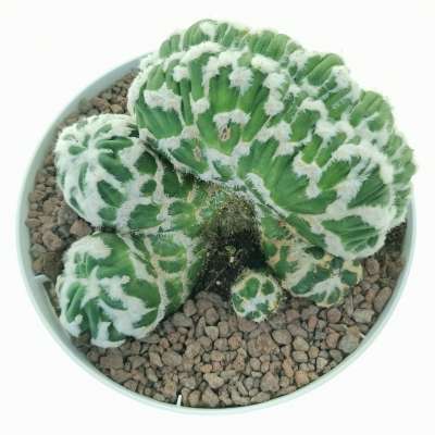 Echinopsis subdenudata cv. Fuzzy Navel f. mostruosa crestata ( Own roots ) - Giromagi