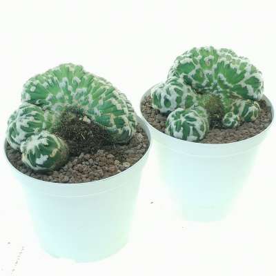 Echinopsis subdenudata cv. Fuzzy Navel f. mostruosa crestata ( Own roots ) - Giromagi